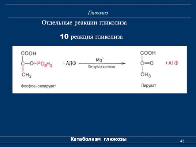 Гликолиз Катаболизм глюкозы Отдельные реакции гликолиза 10 реакция гликолиза