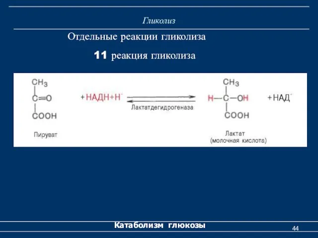 Гликолиз Катаболизм глюкозы Отдельные реакции гликолиза 11 реакция гликолиза