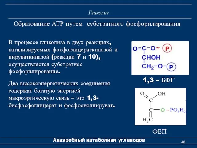 Гликолиз Анаэробный катаболизм углеводов Образование АТР путем субстратного фосфорилирования В процессе