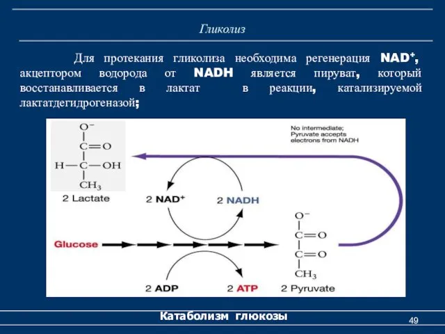 Гликолиз Катаболизм глюкозы Для протекания гликолиза необходима регенерация NAD+, акцептором водорода