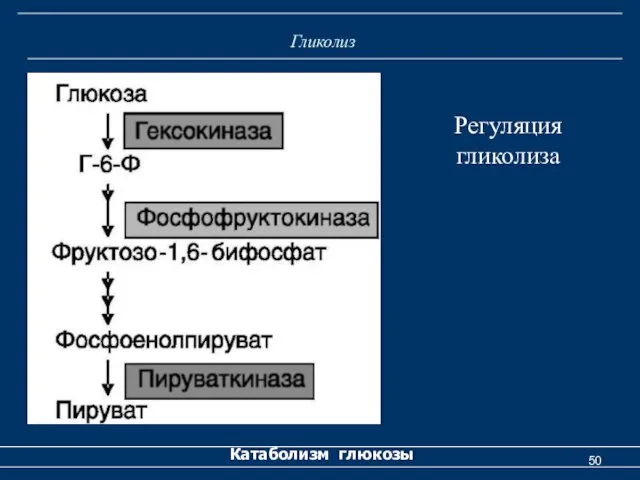 Гликолиз Катаболизм глюкозы Регуляция гликолиза