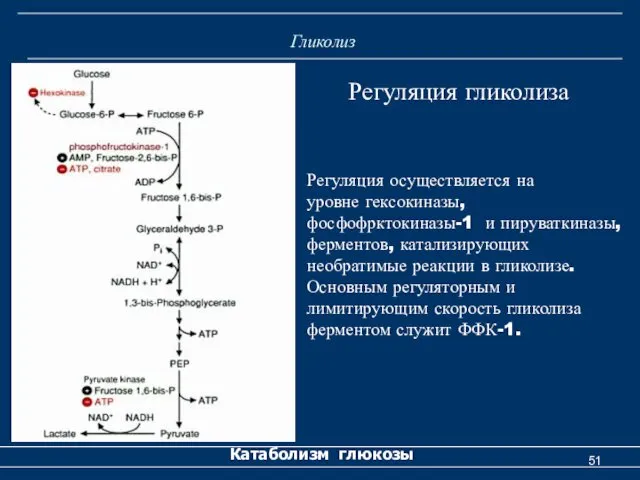 Гликолиз Катаболизм глюкозы Регуляция гликолиза Регуляция осуществляется на уровне гексокиназы, фосфофрктокиназы-1