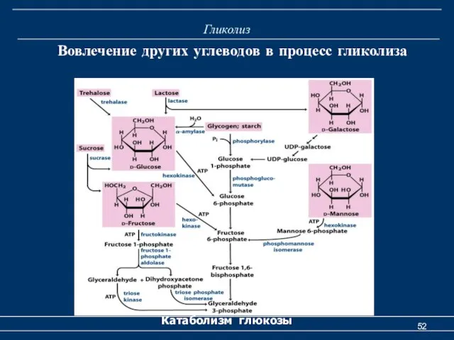 Гликолиз Вовлечение других углеводов в процесс гликолиза Катаболизм глюкозы