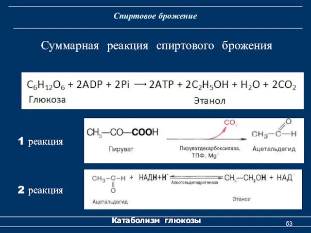 Спиртовое брожение Катаболизм глюкозы Суммарная реакция спиртового брожения 1 реакция 2 реакция