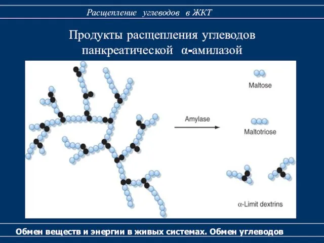 Обмен веществ и энергии в живых системах. Обмен углеводов Расщепление углеводов