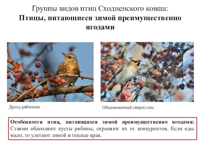 Группы видов птиц Сходненского ковша: Птицы, питающиеся зимой преимущественно ягодами Дрозд-рябинник