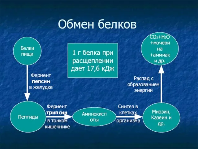 Обмен белков Фермент пепсин в желудке Фермент трипсин Синтез в клетках Распад с образованием энергии