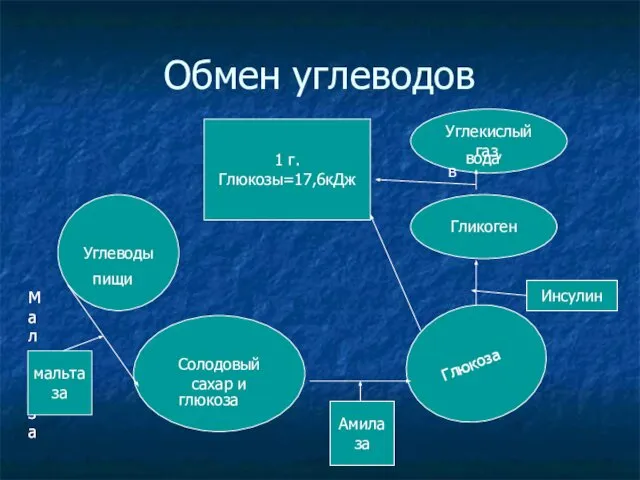 Обмен углеводов Углеводы пищи Солодовый сахар и глюкоза Мальтаза Мальтаза мальтаза