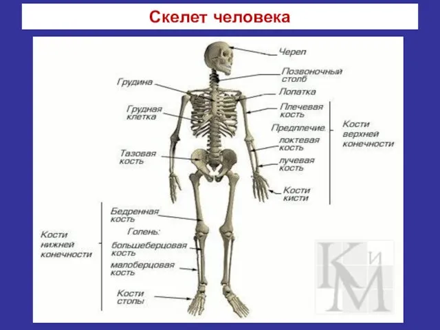 Скелет человека