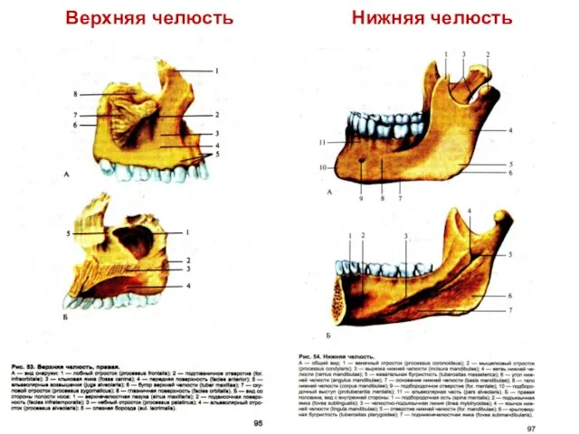 Верхняя челюсть Нижняя челюсть