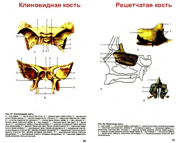 Клиновидная кость Решетчатая кость