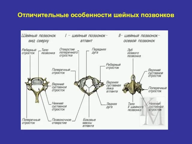 Отличительные особенности шейных позвонков