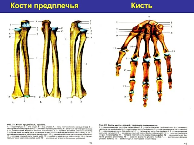 Кости предплечья Кисть