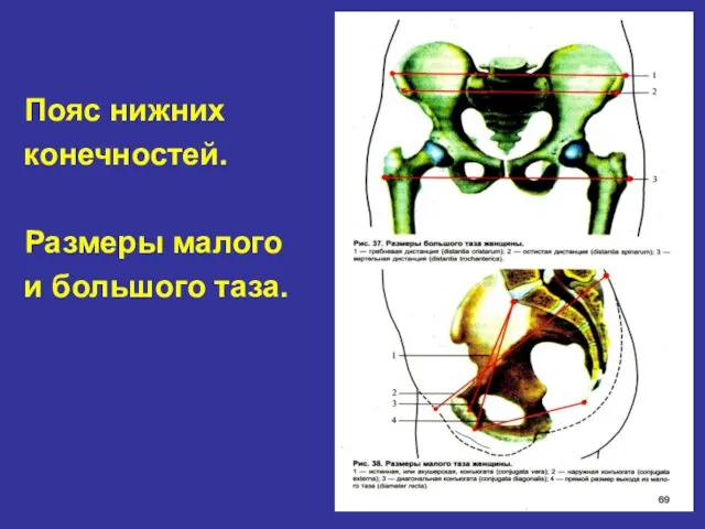 Пояс нижних конечностей. Размеры малого и большого таза.