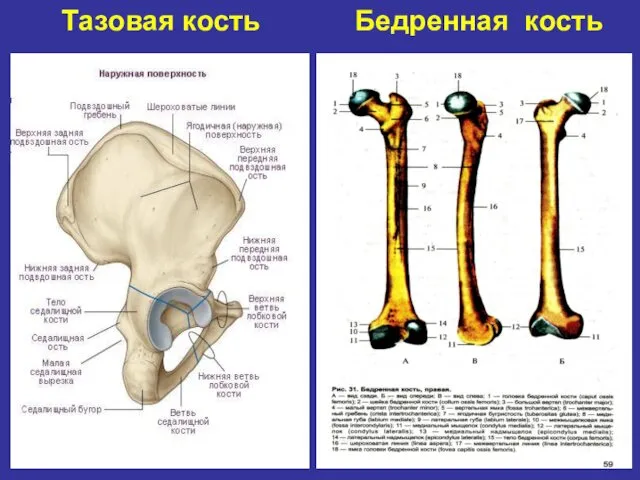 Тазовая кость Бедренная кость