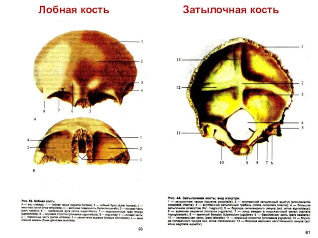 Лобная кость Затылочная кость