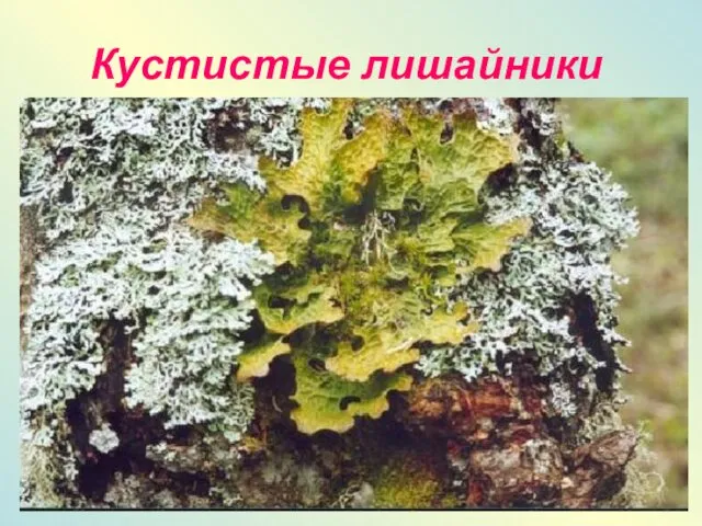 Кустистые лишайники