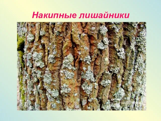 Накипные лишайники