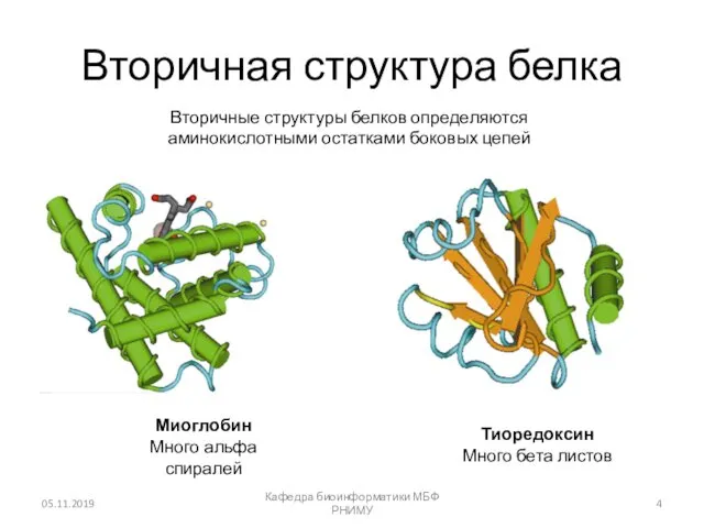 Вторичная структура белка 05.11.2019 Кафедра биоинформатики МБФ РНИМУ Миоглобин Много альфа