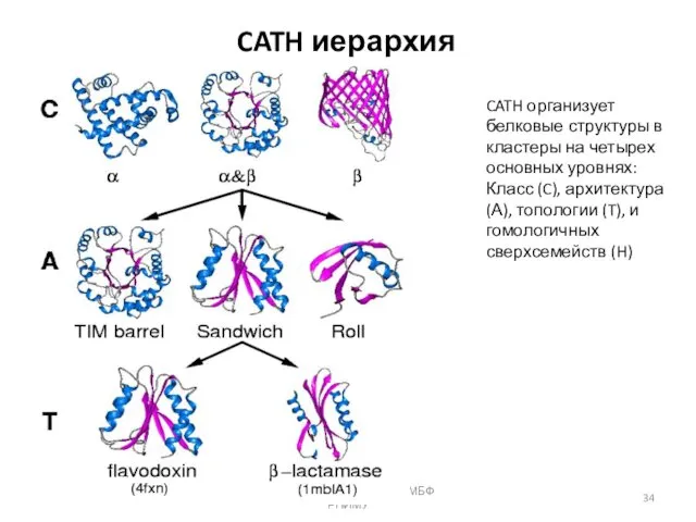 CATH иерархия 05.11.2019 Кафедра биоинформатики МБФ РНИМУ CATH организует белковые структуры