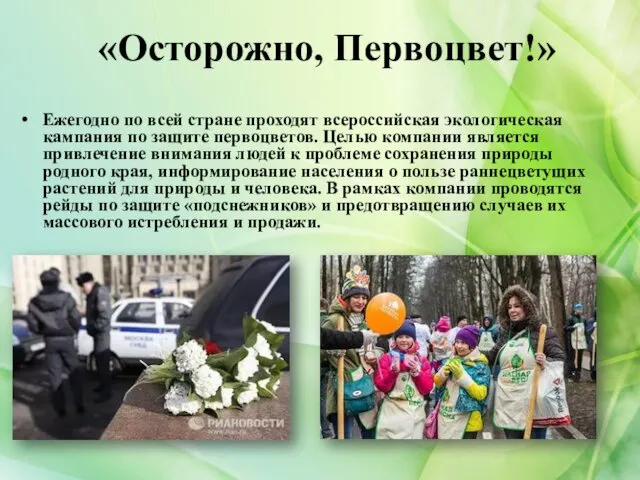 «Осторожно, Первоцвет!» Ежегодно по всей стране проходят всероссийская экологическая кампания по
