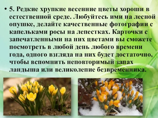 5. Редкие хрупкие весенние цветы хороши в естественной среде. Любуйтесь ими