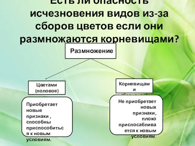 Есть ли опасность исчезновения видов из-за сборов цветов если они размножаются