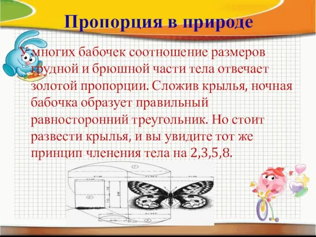 Пропорция в природе У многих бабочек соотношение размеров грудной и брюшной