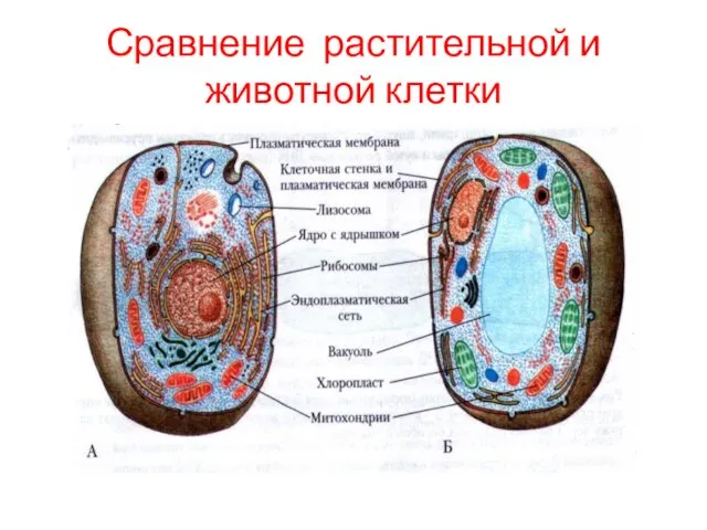 Сравнение растительной и животной клетки