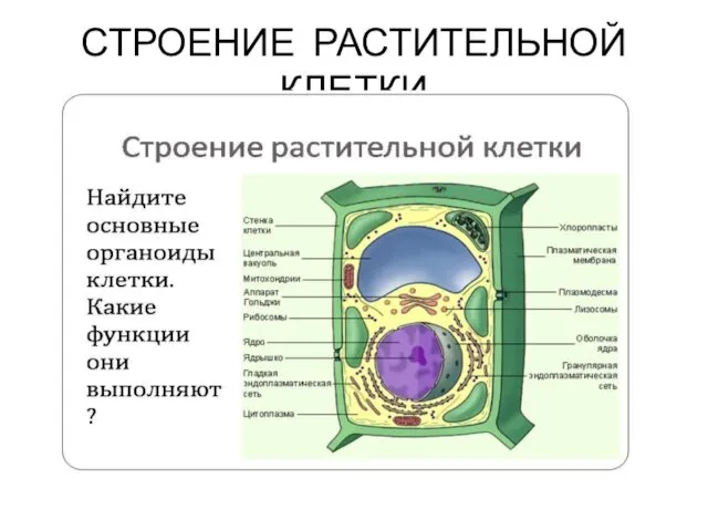 СТРОЕНИЕ РАСТИТЕЛЬНОЙ КЛЕТКИ