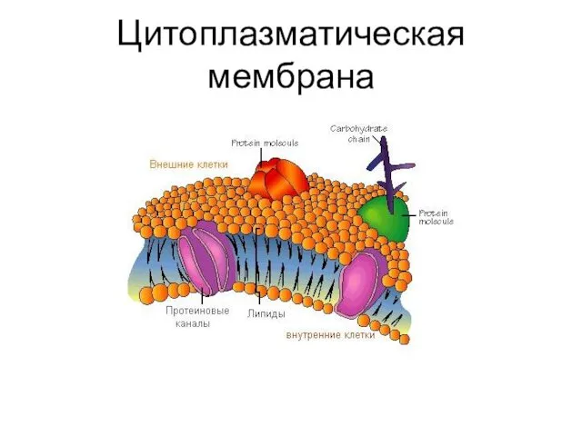 Цитоплазматическая мембрана