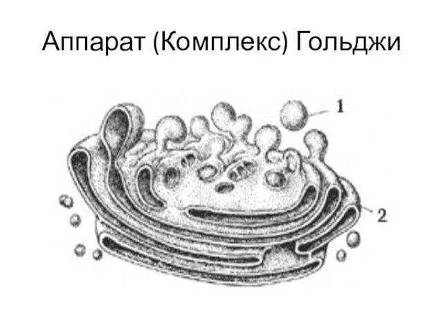 Аппарат (Комплекс) Гольджи