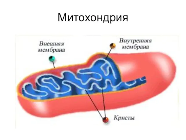 Митохондрия