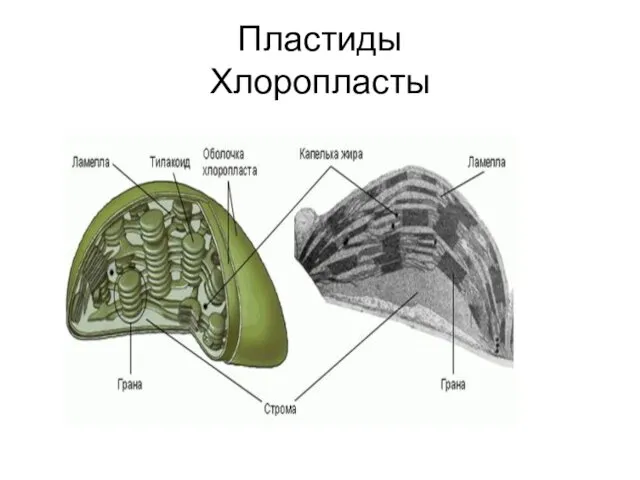 Пластиды Хлоропласты