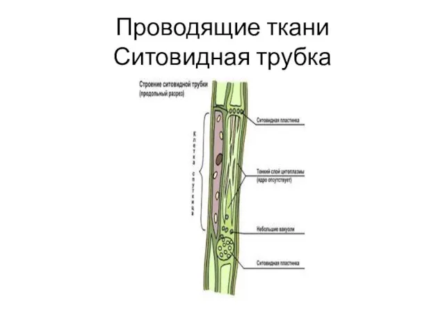 Проводящие ткани Ситовидная трубка