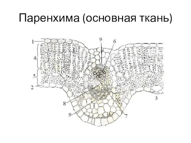 Паренхима (основная ткань)