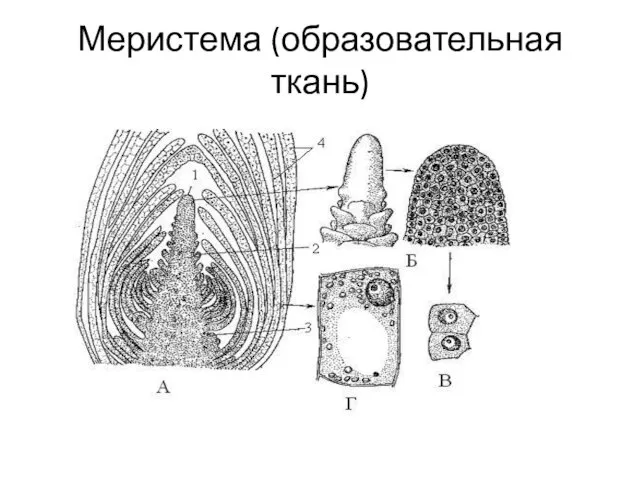 Меристема (образовательная ткань)