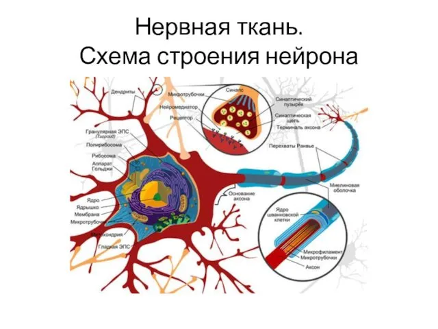 Нервная ткань. Схема строения нейрона