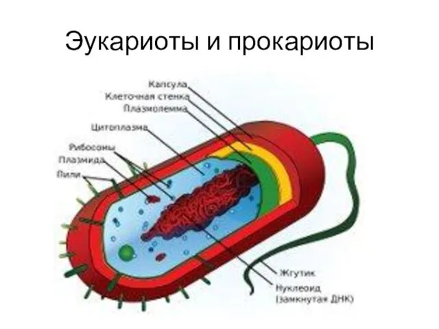 Эукариоты и прокариоты