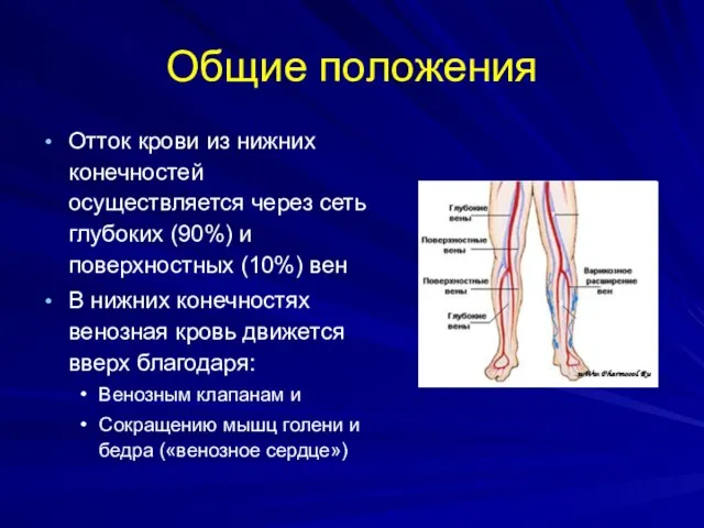 Общие положения Отток крови из нижних конечностей осуществляется через сеть глубоких