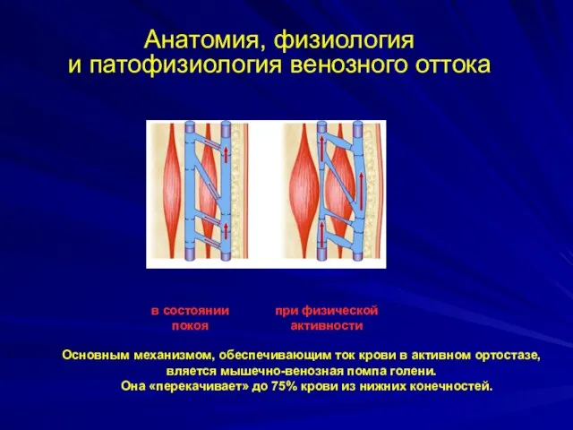 Основным механизмом, обеспечивающим ток крови в активном ортостазе, вляется мышечно-венозная помпа
