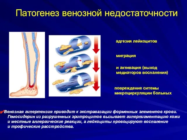 адгезия лейкоцитов миграция и активация (выход медиаторов воспаления) повреждение ситемы микроциркуляции