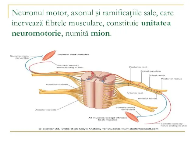 Neuronul motor, axonul şi ramificaţiile sale, care inervează fibrele musculare, constituie unitatea neuromotorie, numită mion.