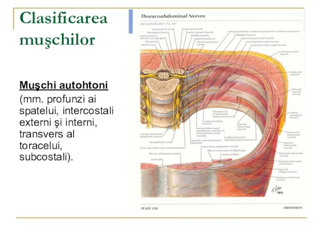 Clasificarea muşchilor Muşchi autohtoni (mm. profunzi ai spatelui, intercostali externi şi interni, transvers al toracelui, subcostali).