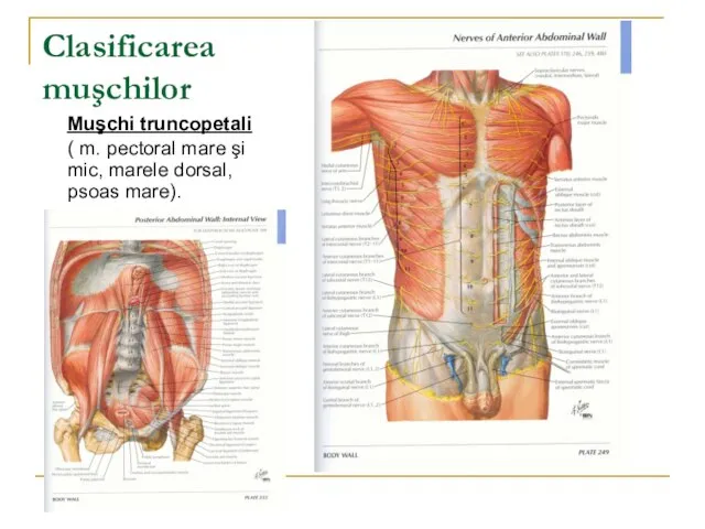 Clasificarea muşchilor Muşchi truncopetali ( m. pectoral mare şi mic, marele dorsal, psoas mare).