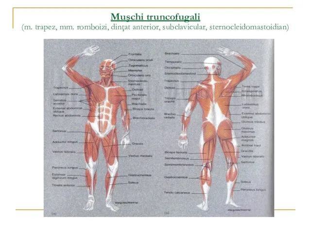 Muşchi truncofugali (m. trapez, mm. romboizi, dinţat anterior, subclavicular, sternocleidomastoidian)