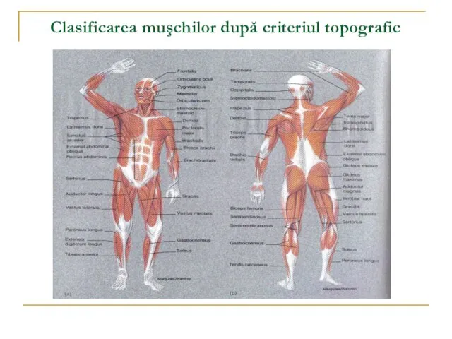 Clasificarea muşchilor după criteriul topografic