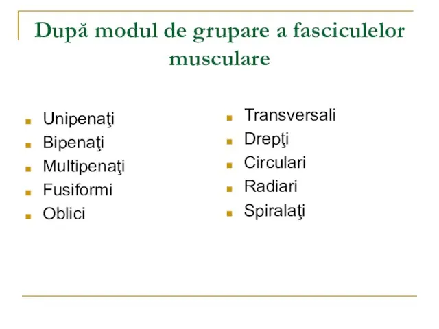 După modul de grupare a fasciculelor musculare Unipenaţi Bipenaţi Multipenaţi Fusiformi