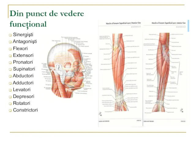 Din punct de vedere funcţional Sinergişti Antagonişti Flexori Extensori Pronatori Supinatori