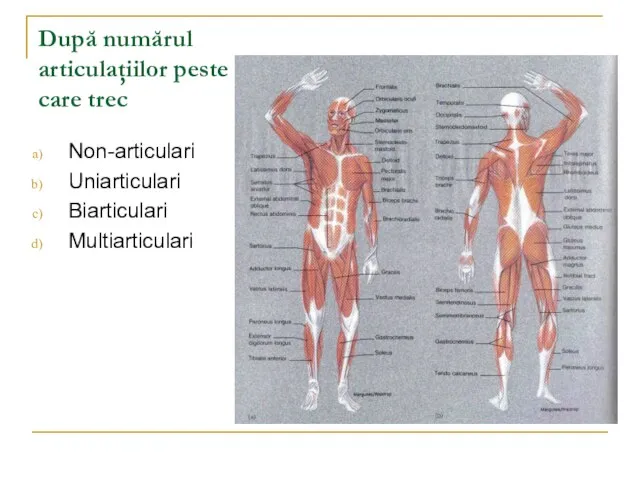 După numărul articulaţiilor peste care trec Non-articulari Uniarticulari Biarticulari Multiarticulari